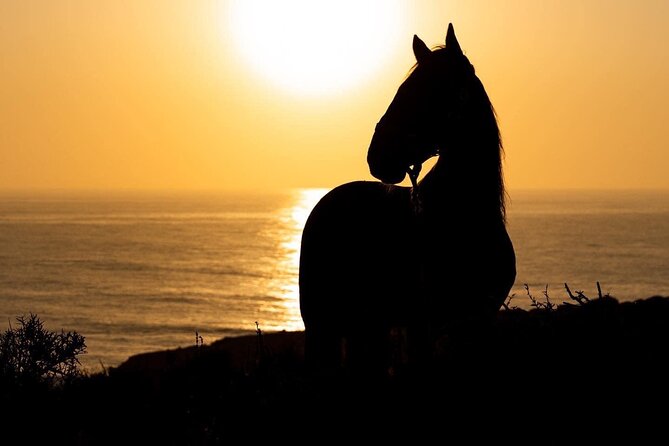 1 hour horse ride on the beach of essaouira - Safety Gear and Horse Matching: Helmets, Capacity, and Real Limits