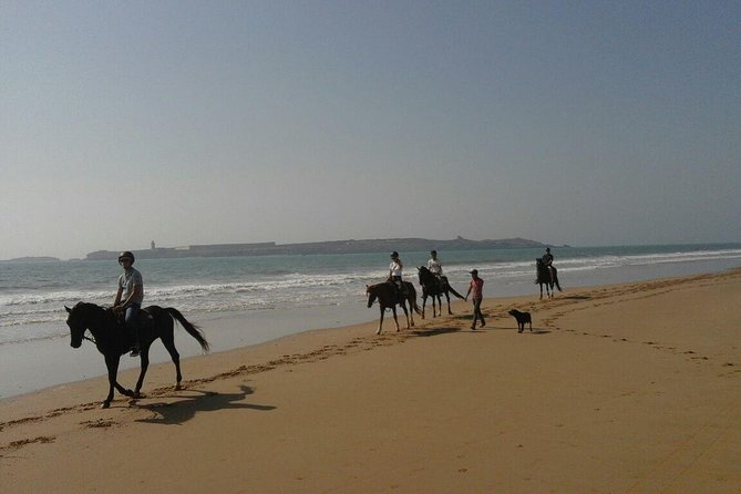 1 hour horse ride on the beach of essaouira - The Actual Riding Route: Beach, Then Back Through Eucalyptus and Mimosa