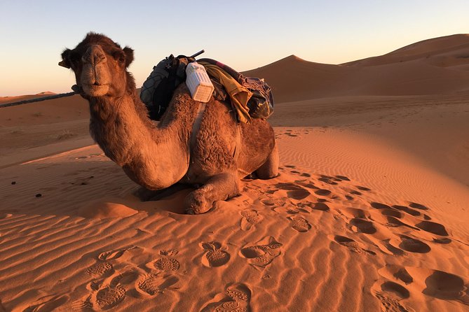 10-Day Chefchaouen to Sahara to Marrakech - Private Group - Erg Chebbi dunes, SUV time, Gnawa music, and the fossil hunt