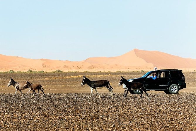 14 Days From Casablanca- Morocco Grand Tour - Todra Gorges and Dades Valley, Kasbah Roads and Gorge Power