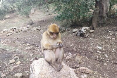 2 Days Luxury Magic Morocco Desert Tour From Fes To Fes