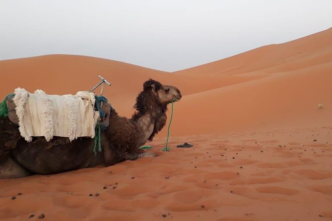 2 days trip from Fez to the desert, including a night in the Haima - What this Fez to Merzouga desert trip feels like