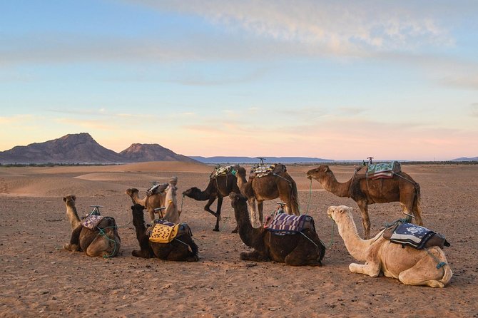 2-Days Zagora desert tour from Marrakech - Zagora camel ride and the long desert evening