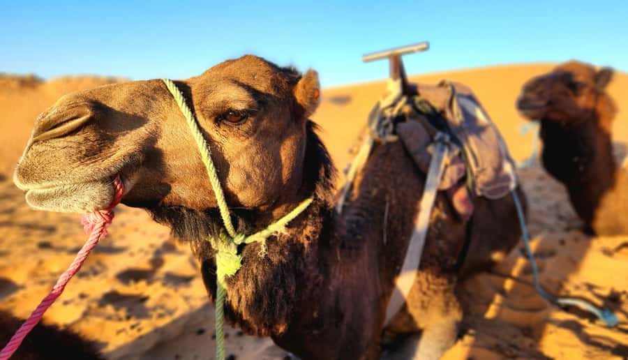 3-Day Desert Adventure: Ouarzazate to Merzouga - Why This Ouarzazate to Merzouga Desert Route Works