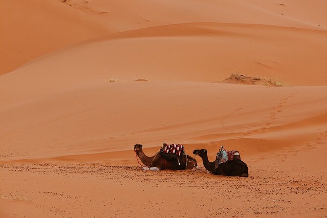 3-Day Sahara Desert Adventure: A Journey Through Morocco’s Dunes - Food you actually get, and how it affects your daily stress