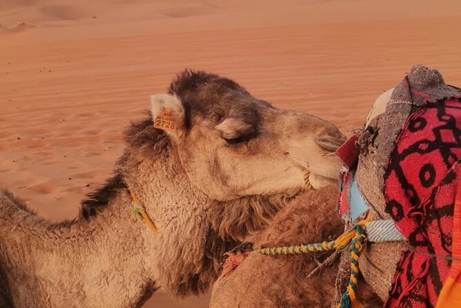 3 Days Deep Merzouga Desert Tour from Marrakech - Should You Book This 3-Day Marrakech to Merzouga Desert Tour?