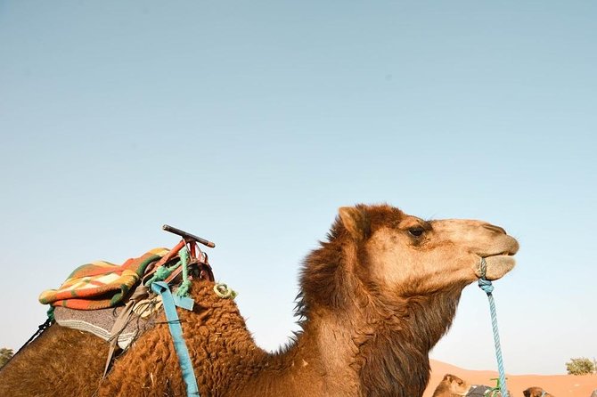 3 Days Desert Tour from Fes to Marrakech via Merzouga - Should you book it? My take for the right traveler