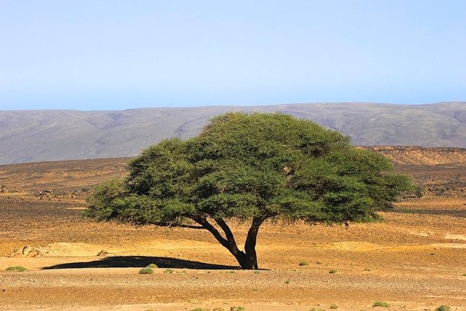3 Days From Marrakech To Erg Chigaga - Price and value: is $696.87 per person fair?