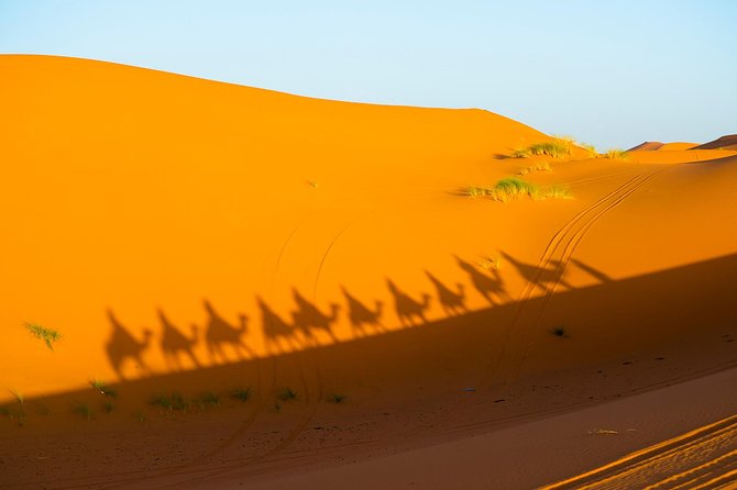 3-Days Private Tour from Marrakech to Fez through Merzouga Desert - Day 3: Ifrane Cedar Forest Monkeys, Lunch, And Arriving In Fez