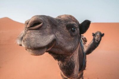 3 Days Private Tour to Merzouga from Marrakech