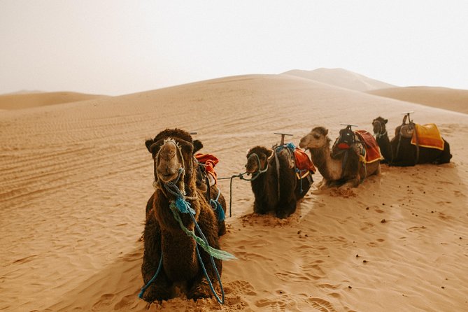 3-Days Sahara Desert Tour from Fez to Marrakech - Merzouga dunes: camel sunset at Erg Chebbi, plus an ensuite night under stars