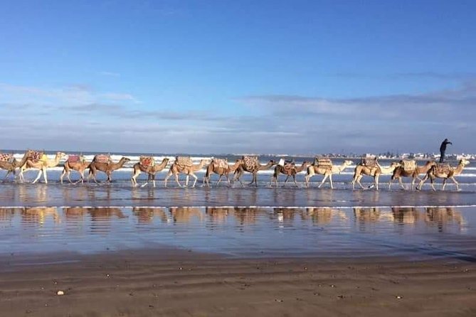 3-hour camel ride at sunset - Key highlights