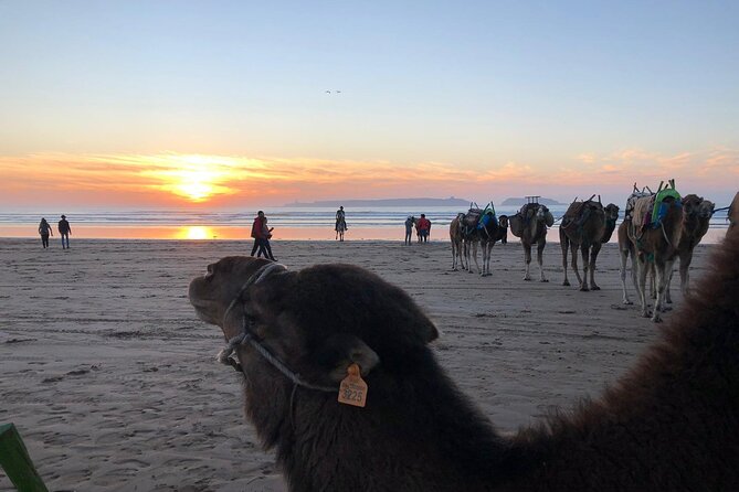 3-hour camel ride at sunset - Who should book this sunset camel ride, and who might skip it