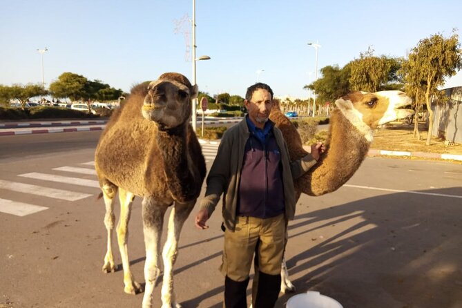 3-hour camel ride at sunset - Should you book this Essaouira Activités sunset ride?