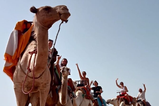 3 hours Camel Ride in Essaouira, beach and dunes - Eucalyptus and mimosa forest stop: a cooler reset point