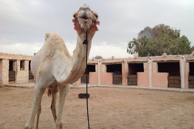 3 hours Camel Ride in Essaouira with Dinner and Overnight in Berber Camp - Why this tour is a smart way to try Berber culture