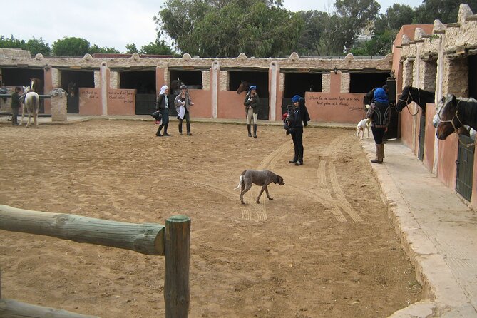 3 hours horse riding in Essaouira, beach, forest and dunes - Practical comfort on horseback: gear, posture, and small decisions