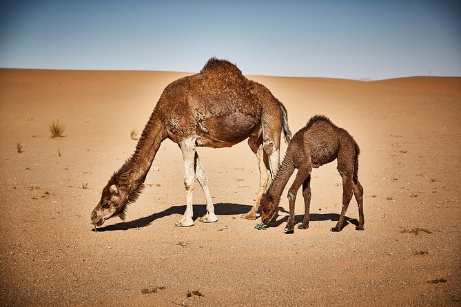 4-Day, 3-Night Marrakech to Marrakech Desert tour - Price and value: what $464.41 buys you on this kind of route
