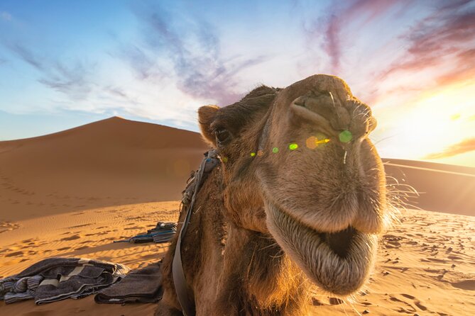 7 Days Tour Imperial Cities , Sahara Desert From Casablanca - Quick hits