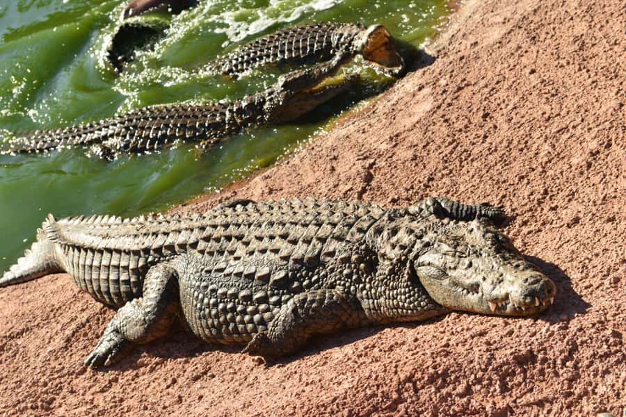 Agadir: Agadir Crocodile Park Adventure - Key things to know before you go