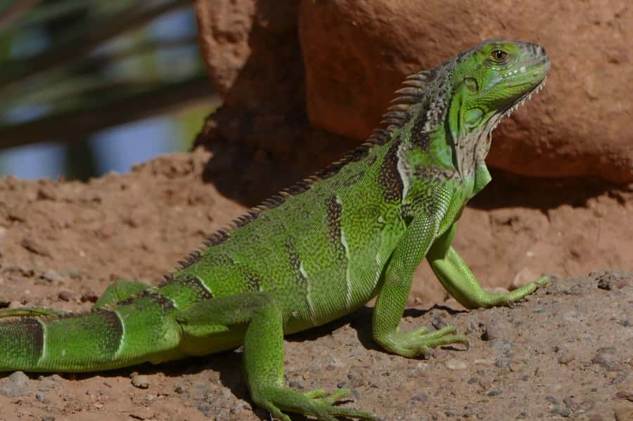 Agadir: Agadir Crocodile Park Adventure - Agadir Crocodile Park in 2 hours, what you really see