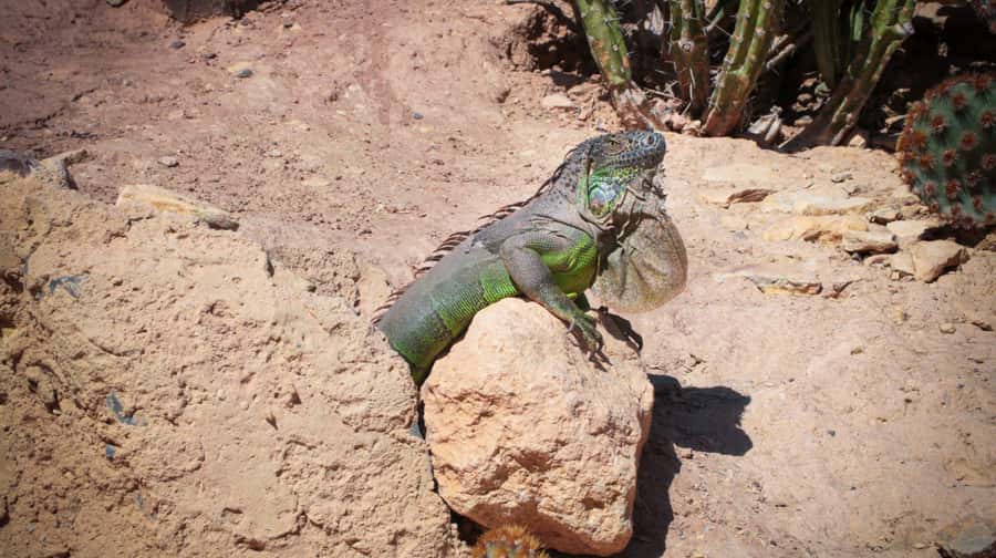 Agadir: Agadir Crocodile Park Adventure - Walking through the entrance and forest-like grounds