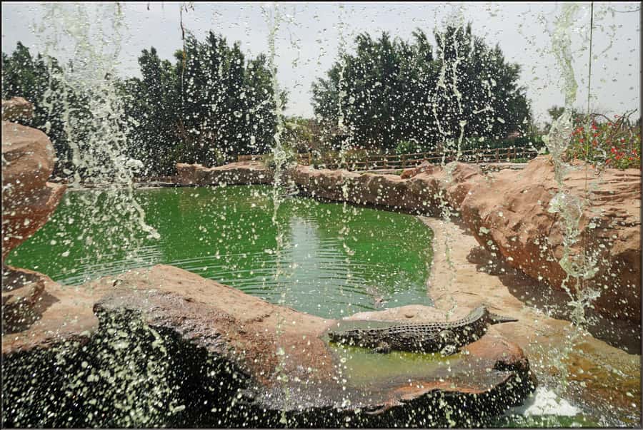 Agadir: Agadir Crocodile Park Adventure - Crocodiles up close, and why feeding at 12 matters