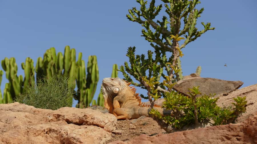 Agadir: Agadir Crocodile Park Adventure - Zip line and kids workshops, what adds fun (and what to watch for)