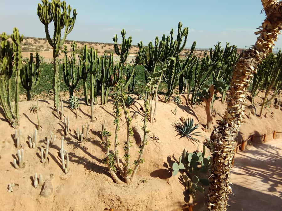 Agadir: Agadir Crocodile Park Adventure - Price and value for about $35 per person