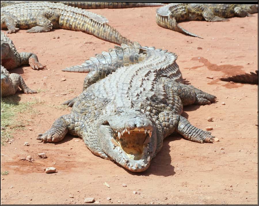 Agadir: Agadir Crocodile Park Adventure - Who should book this, and who might rethink it