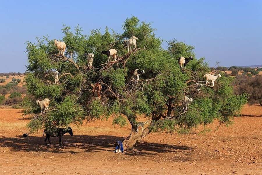 Agadir: Agafay Desert Quad Biking With Goats On The Tree - Mint Tea Stop in a Berber Tent: A Calm Break That Still Fits the Adventure
