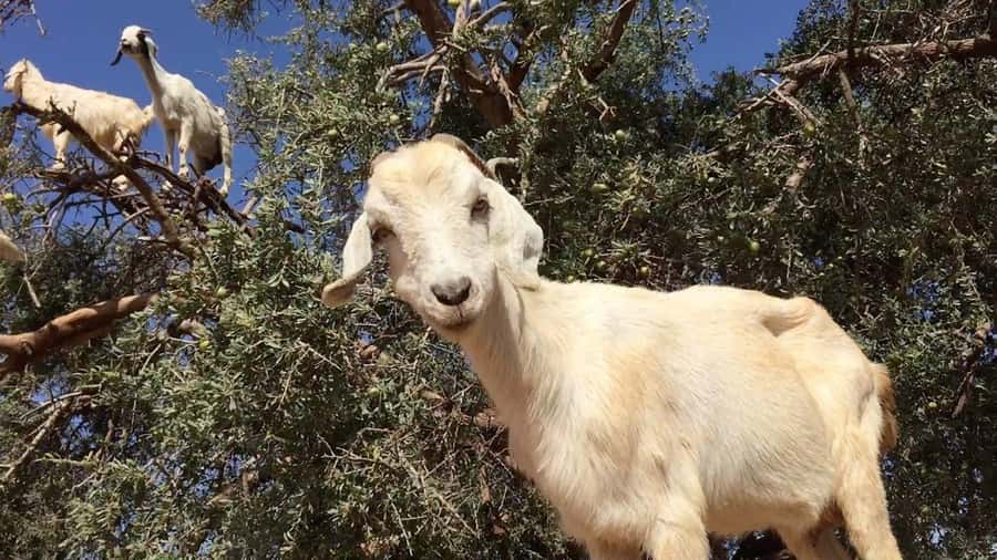 Agadir: ATV Quad Biking and Goats On Argan Trees with Tea - From Agadir Hotel Pickup to Atlas-Mountain Trail Time
