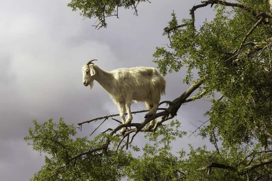 Agadir: ATV Quad Biking and Goats On Argan Trees with Tea - The Goats in Argan Trees Stop: The Moment Everyone Remembers