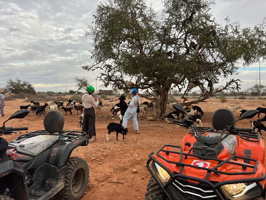 Agadir: ATV Quad Biking and Goats On Argan Trees with Tea - What to Bring, What to Wear, and How Not to Ruin Your Day