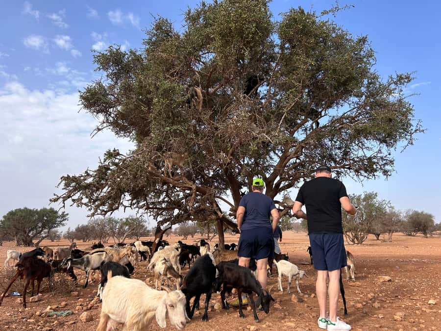 Agadir: Cable Car, Crocopark, and Goats on Trees Tour - A Five-Hour Mix: Cable Car Views, Crocodiles, and Argan Goats