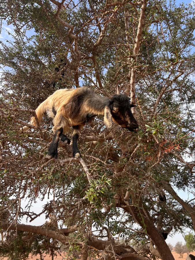 Agadir: Cable Car, Crocopark, and Goats on Trees Tour - Crocoparc Agadir: Nile Crocodiles Plus a Botanical-Style Walk