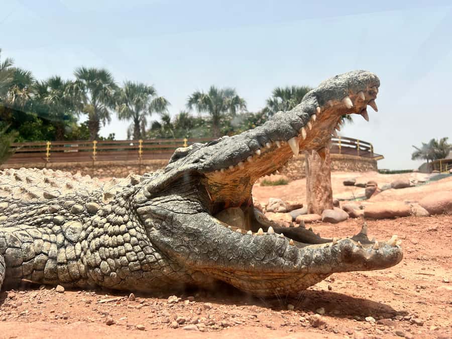 Agadir: Cable Car, Crocopark, and Goats on Trees Tour - Timing and Transport: How the 5-Hour Plan Actually Feels