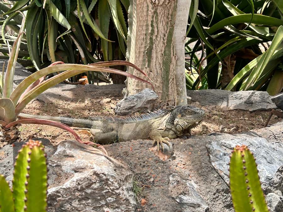 Agadir: Cable Car, Crocopark, and Goats on Trees Tour - What to Bring So You Enjoy Every Stop
