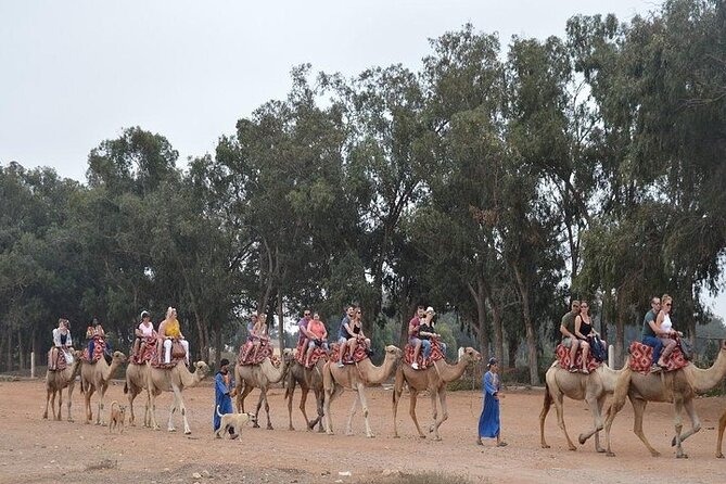 Agadir Camel Ride Experience - Who This Camel Trek in Agadir Fits Best