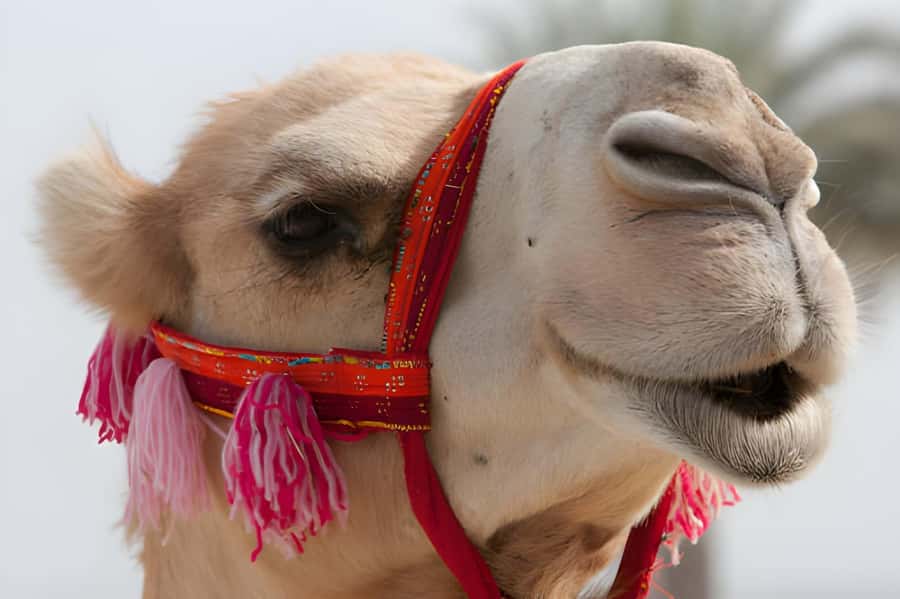 Agadir: Camel Ride Experience With Dinner Option - Key highlights I’d plan around