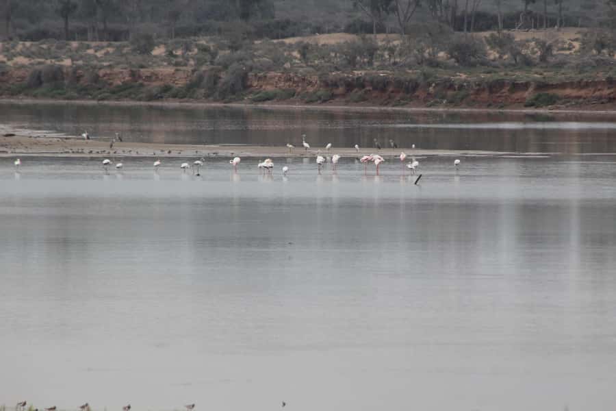 Agadir Camel Ride Flamingo River & BBQ Dinner - Key things to know before you go