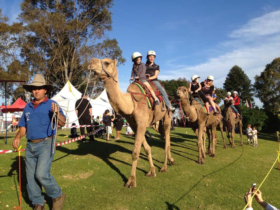 Agadir Camel Ride Flamingo River & BBQ Dinner - Should you book the Agadir Camel Ride Flamingo River & BBQ Dinner?