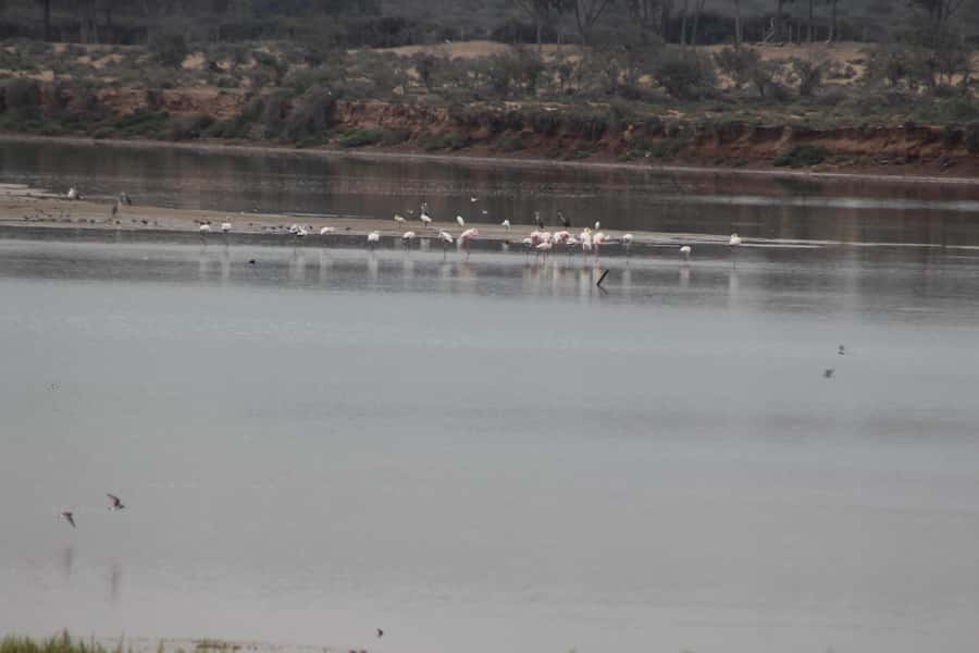 Agadir Camel Ride Flamingo River & BBQ Dinner - Eucalyptus paths and the long look toward the Flamingo River