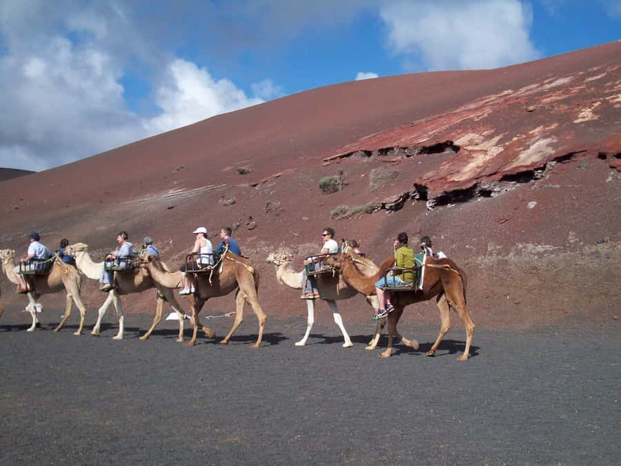 Agadir Camel Ride Flamingo River & BBQ Dinner - How long it takes and how to make it fit your day