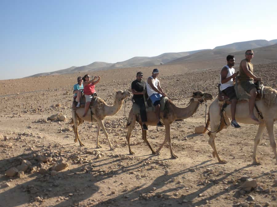 Agadir Camel Ride Flamingo River & BBQ Dinner - Who should book this camel ride and BBQ, and who should skip it