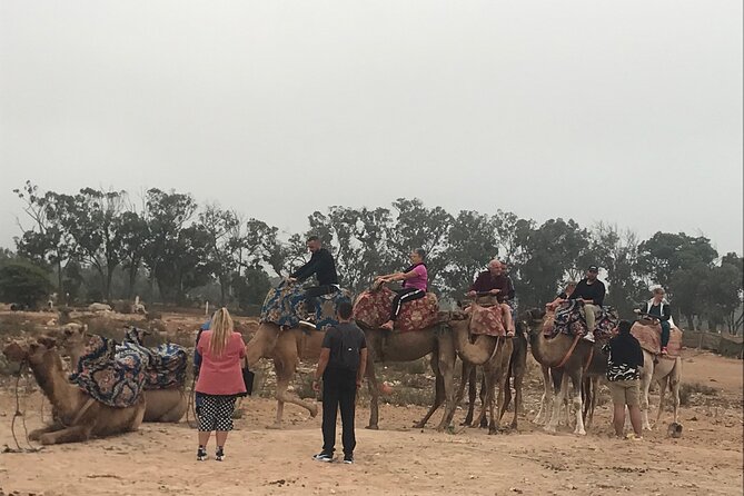 Agadir Camel Riding - Camel or horse: how to choose your mount