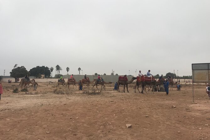 Agadir Camel Riding - Wildlife spotting without turning it into a big safari