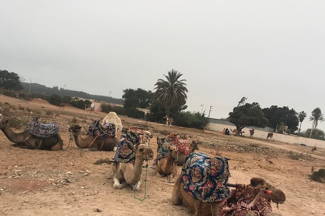 Agadir Camel Riding - Riding comfort, safety, and the reality of camel quirks