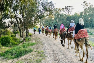 Agadir Camel Riding and flamingo river tour