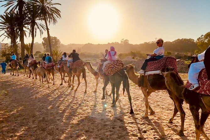 Agadir Camel Riding and flamingo river tour - The Souss River flamingo area: what to expect and how to handle bird time